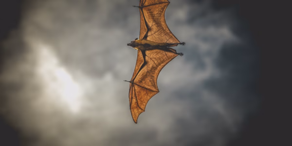 huge fruit bat flying at night.