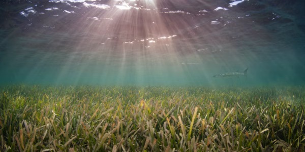 Barracuda swimming in Seagrass bed
