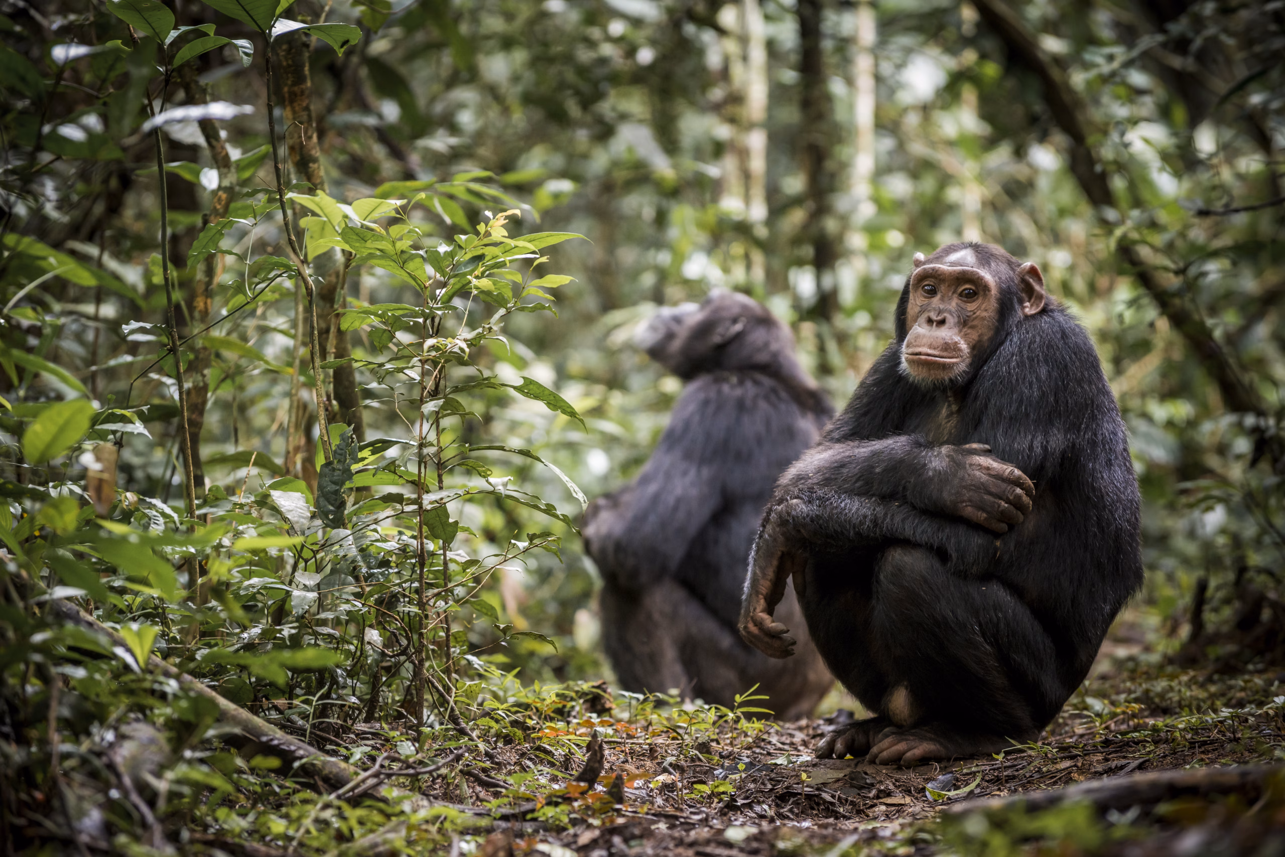Chimpanzees in Kibale National Park